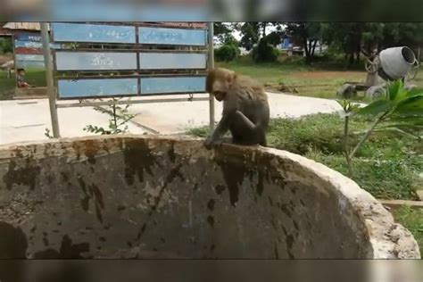 猴子进家风水